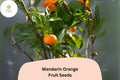 5 Mandarin Orange Seeds for Planting | Citrus reticulata | Sweet Easy-Peel Fruit