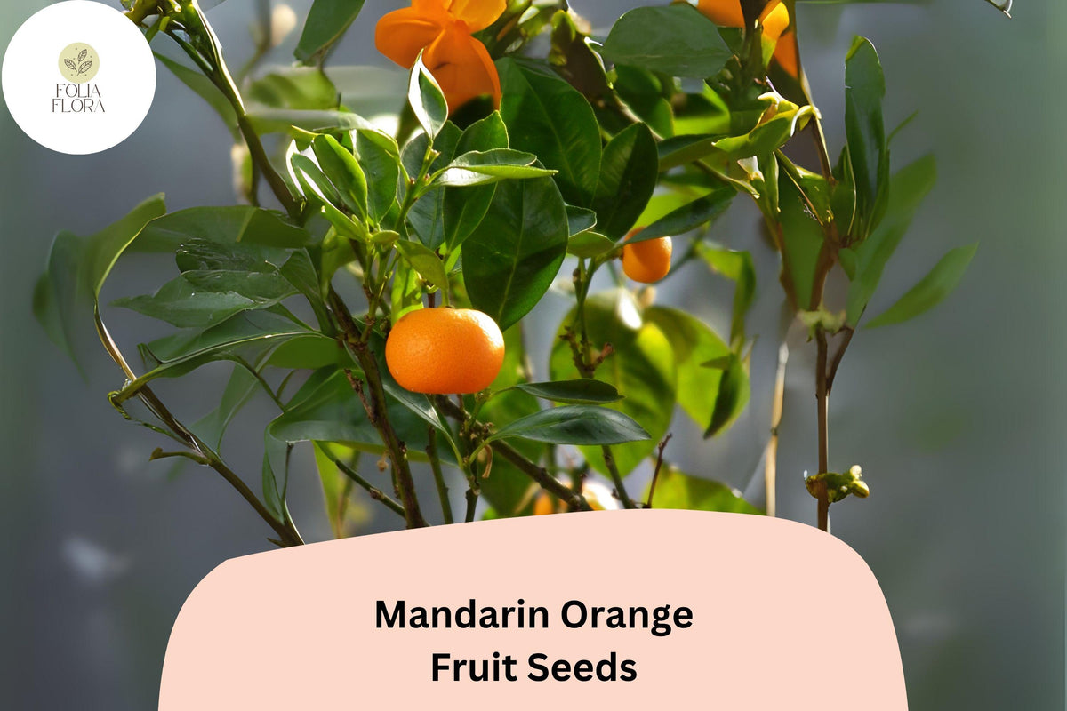 5 Mandarin Orange Seeds for Planting | Citrus reticulata | Sweet Easy-Peel Fruit