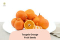 5 Tangelo Orange Seeds | Sweet-Tart Tangerine Grapefruit Hybrid