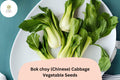 500 Bok Choy Seeds - Chinese Cabbage Heirloom Asian Vegetable for Garden Planting