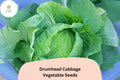 Drumhead Cabbage Seeds – 500 Heirloom Brassica oleracea for Garden Planting