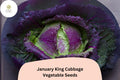 January King Cabbage Seeds – 500 Heirloom Winter Savoy Cabbage for Planting