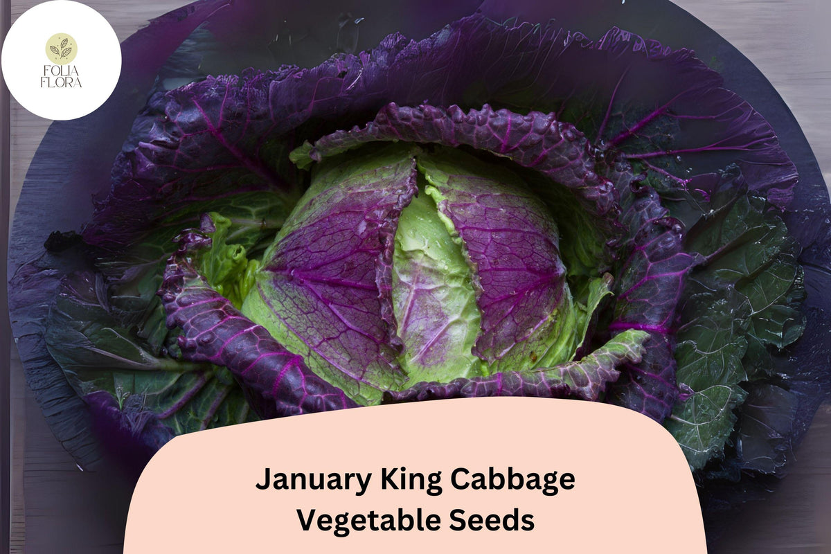January King Cabbage Seeds – 500 Heirloom Winter Savoy Cabbage for Planting