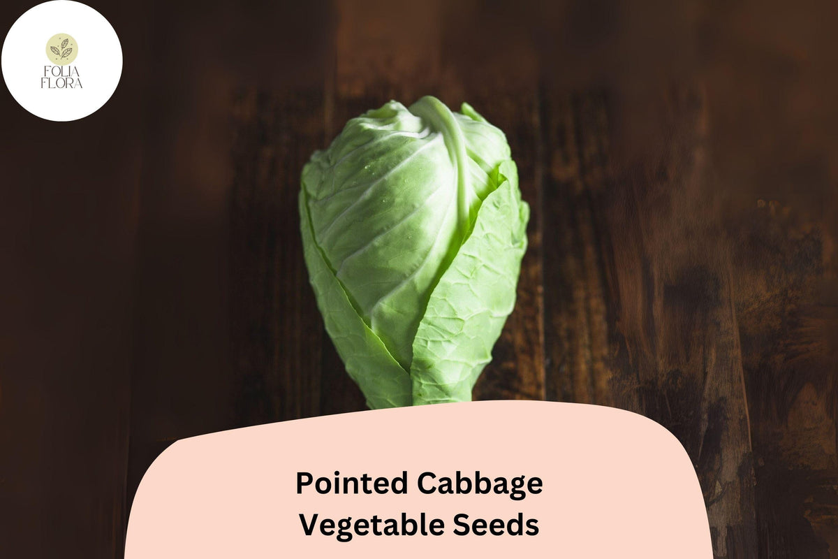 500 Pointed Cabbage Seeds - Heirloom Cone-Shaped Sweet Tender Cabbage for Garden Planting