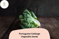 500 Portuguese Cabbage Seeds - Heirloom Brassica oleracea for Garden Planting
