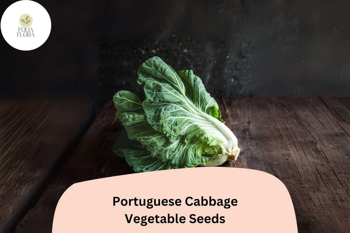 500 Portuguese Cabbage Seeds - Heirloom Brassica oleracea for Garden Planting