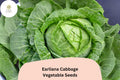 500 Earliana Cabbage Seeds | Brassica oleracea | Early Heirloom Variety | Bulk Garden Vegetable Seeds