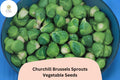 Churchill Brussels Sprouts Seeds | Early Hybrid Variety | 500 Bulk Garden Seeds