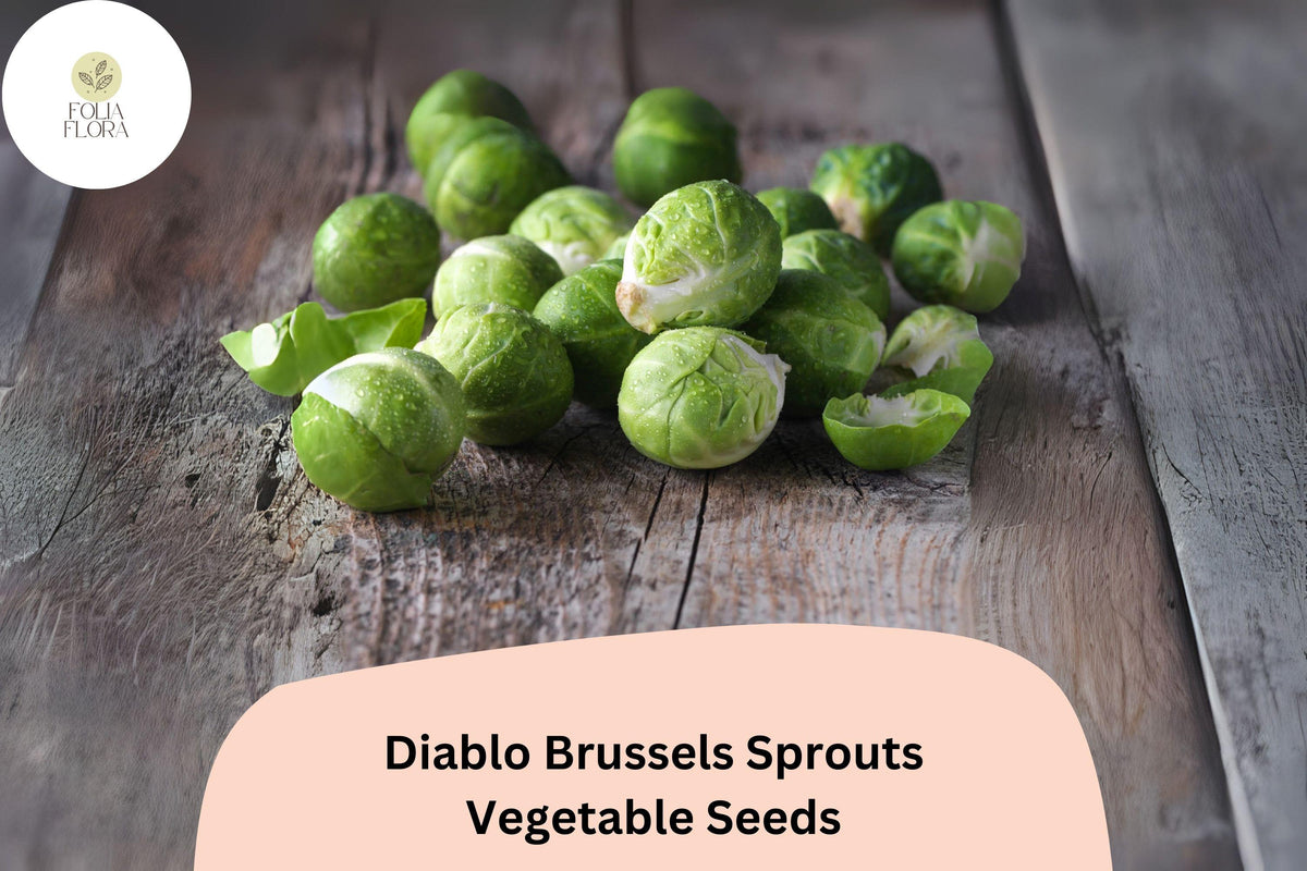 Diablo Brussels Sprouts Seeds – 500 Hybrid Seeds for Planting