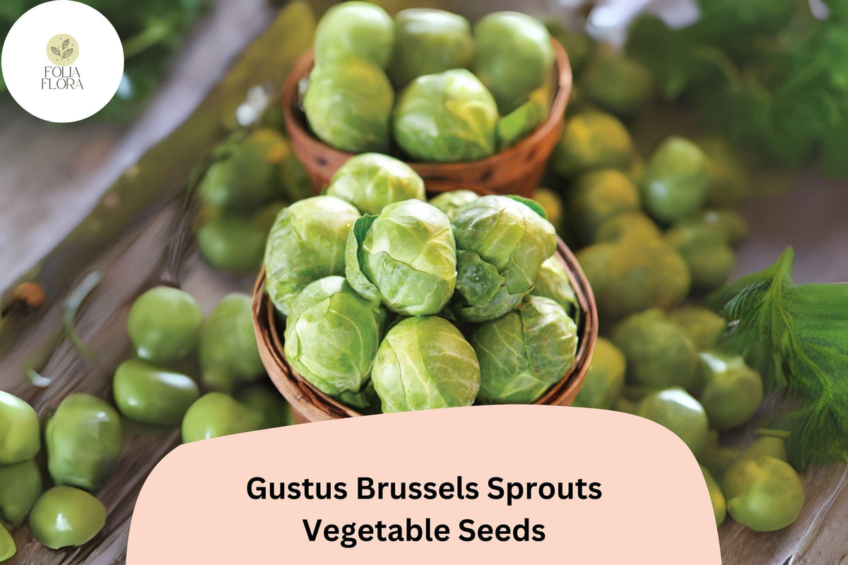 Gustus Brussels Sprout Seeds – 500 Hybrid High-Yield Seeds for Planting