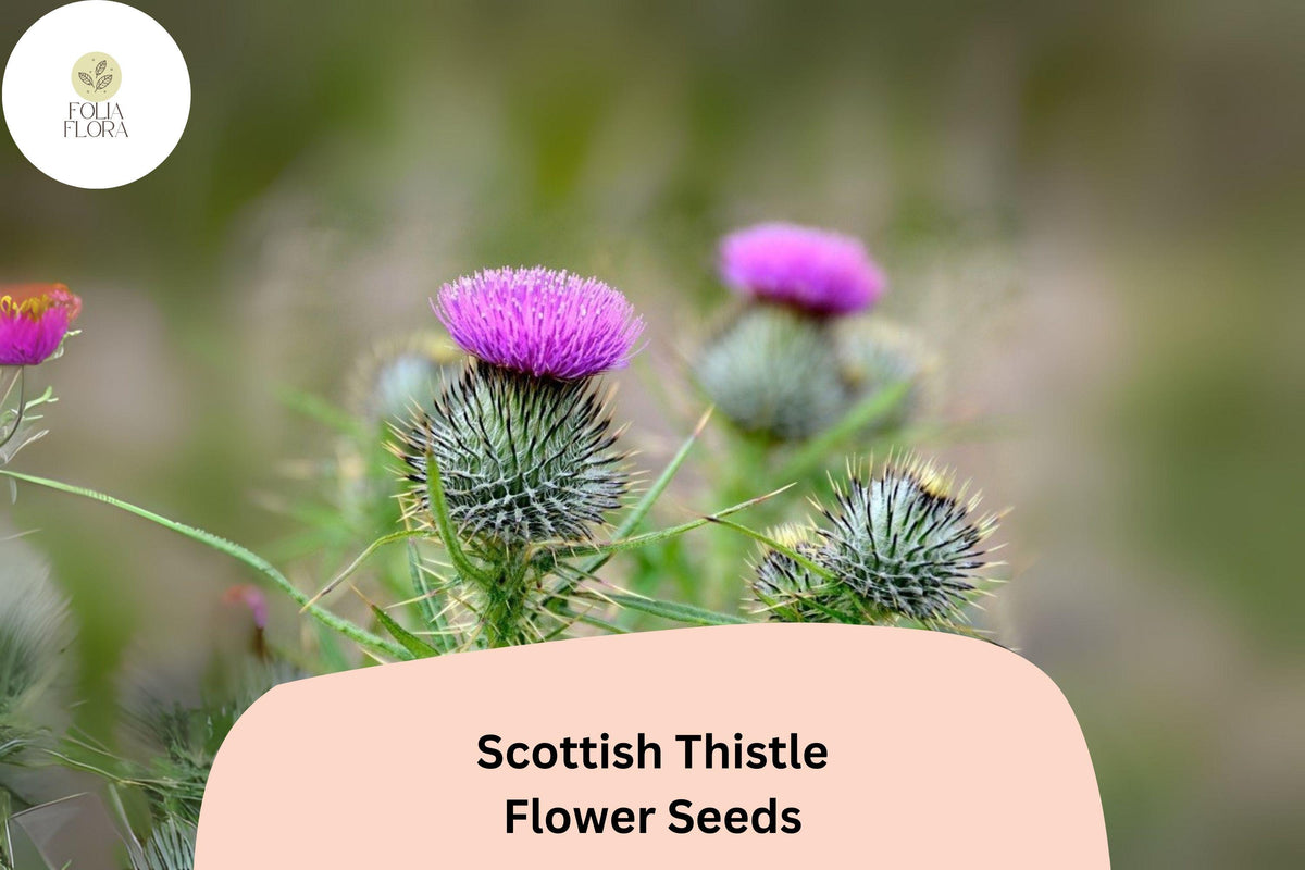 200 Scottish Thistle Seeds - Onopordum acanthium Ornamental Flower Seeds