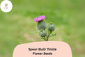 200 Spear Thistle Seeds (Cirsium vulgare) – Pollinator-Friendly Biennial Flower