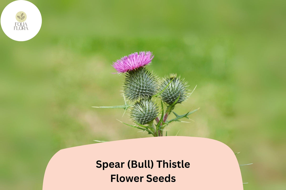 200 Spear Thistle Seeds (Cirsium vulgare) – Pollinator-Friendly Biennial Flower