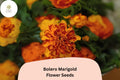 25 Bolero Marigold Seeds - French Dwarf Marigold with Red & Gold Blooms