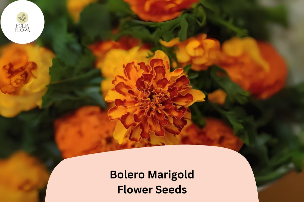 25 Bolero Marigold Seeds - French Dwarf Marigold with Red & Gold Blooms