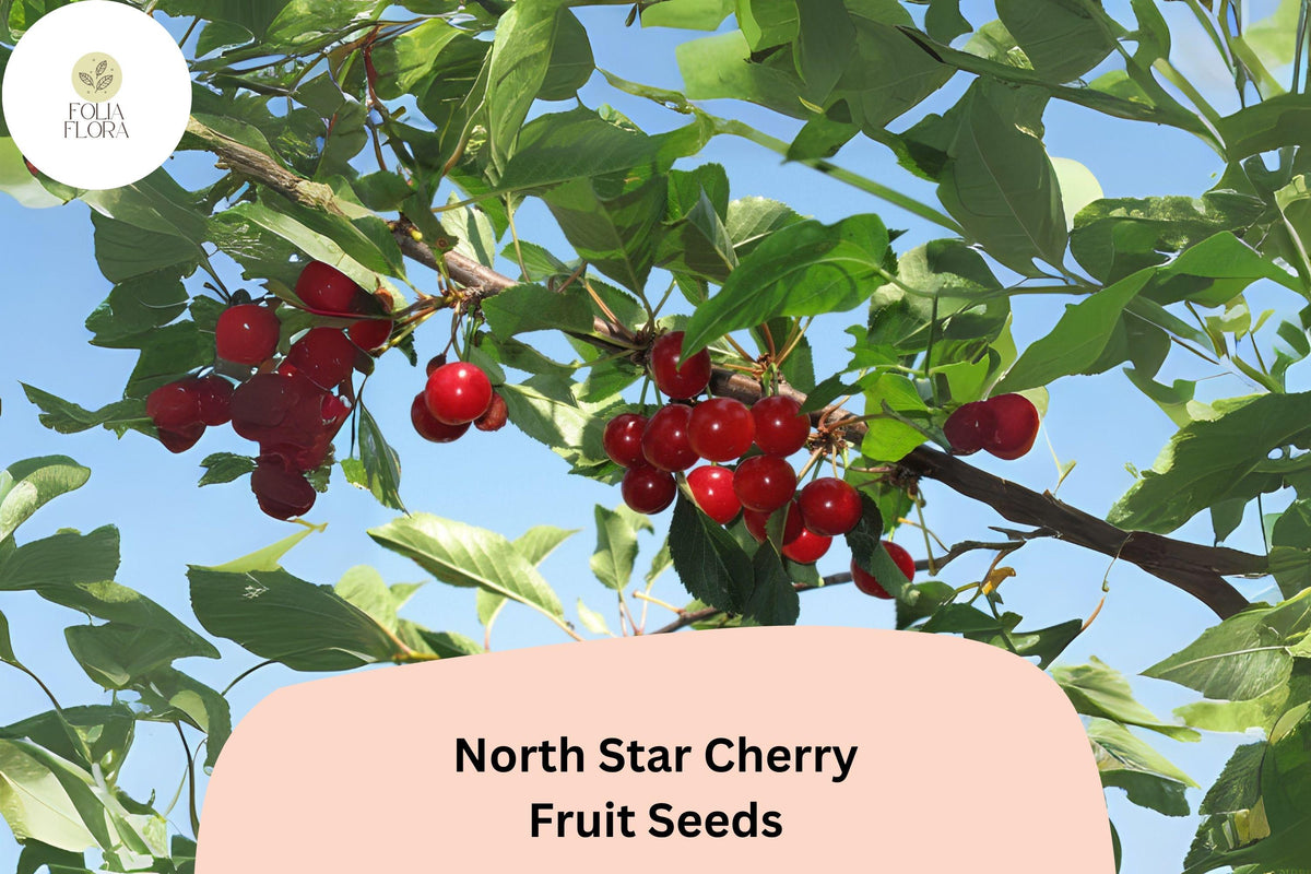 10 North Star Cherry Seeds - Dwarf Sour Cherry Tree for Home Gardens