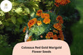 25 Colossus Red Gold Marigold Seeds – Giant African Marigold