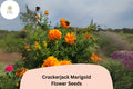 25 Crackerjack Marigold Seeds – Giant Orange & Yellow Heirloom Flower