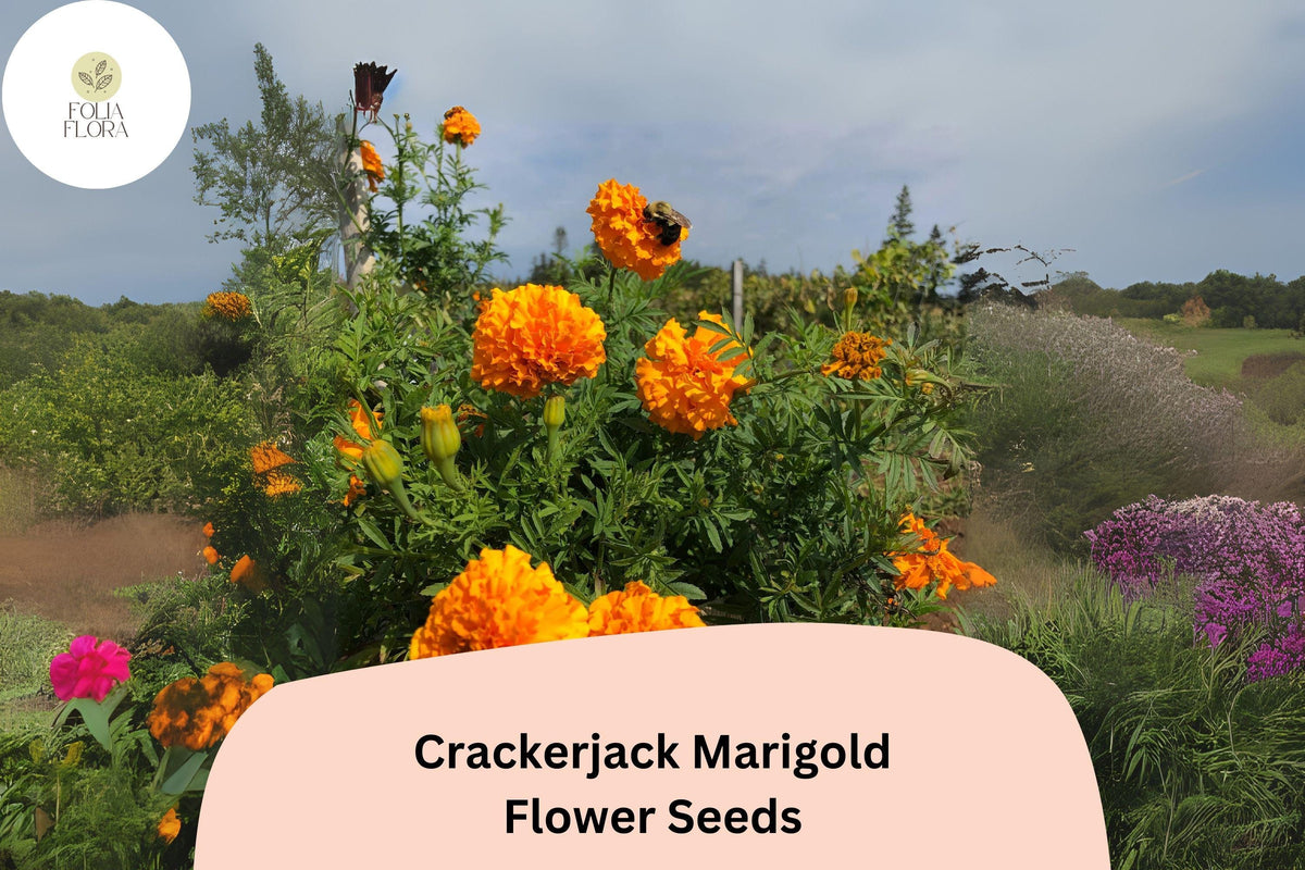 25 Crackerjack Marigold Seeds – Giant Orange & Yellow Heirloom Flower