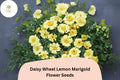 25 Lemon Marigold Seeds - Daisy Wheel Tagetes tenuifolia Compact Yellow Blooms