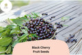10 Black Cherry Tree Seeds | Prunus serotina Hardy Fruit Tree Seeds