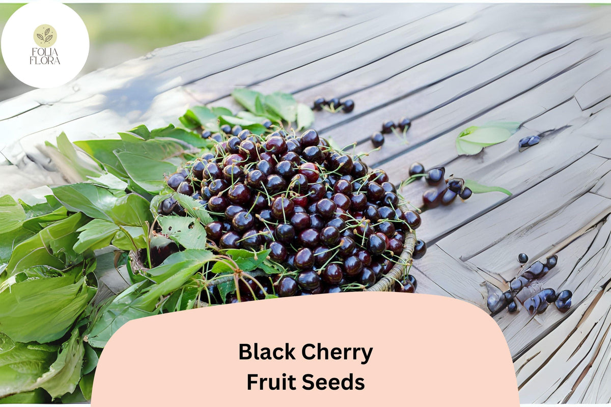 10 Black Cherry Tree Seeds | Prunus serotina Hardy Fruit Tree Seeds
