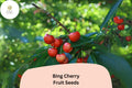 Bing Cherry Tree Seeds - 10 Prunus Avium Heirloom Seeds for Planting