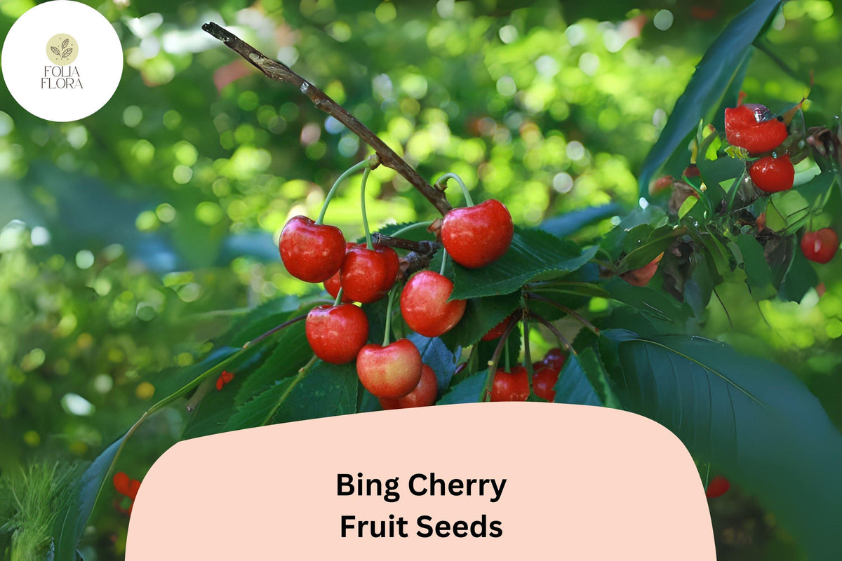 Bing Cherry Tree Seeds - 10 Prunus Avium Heirloom Seeds for Planting