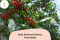 10 Early Richmond Cherry Seeds - Cold Hardy Sour Cherry Tree