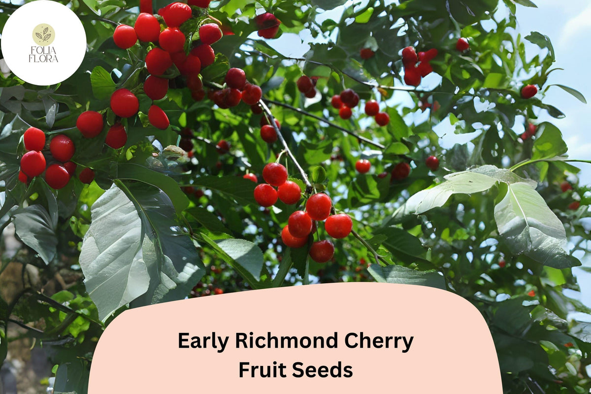 10 Early Richmond Cherry Seeds - Cold Hardy Sour Cherry Tree