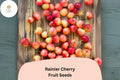 Rainier Cherry Tree Seeds – 10 Cold Hardy Sweet Yellow-Red Cherry Seeds