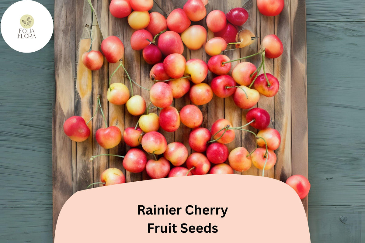Rainier Cherry Tree Seeds – 10 Cold Hardy Sweet Yellow-Red Cherry Seeds