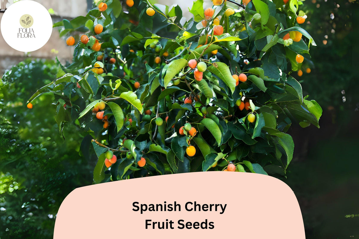 Spanish Cherry Seeds - 10 Muntingia Calabura Tropical Fruit Tree Seeds
