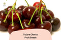 Tulare Cherry Tree Seeds - Sweet Red Fruit for Home Orchard (10 Seeds)