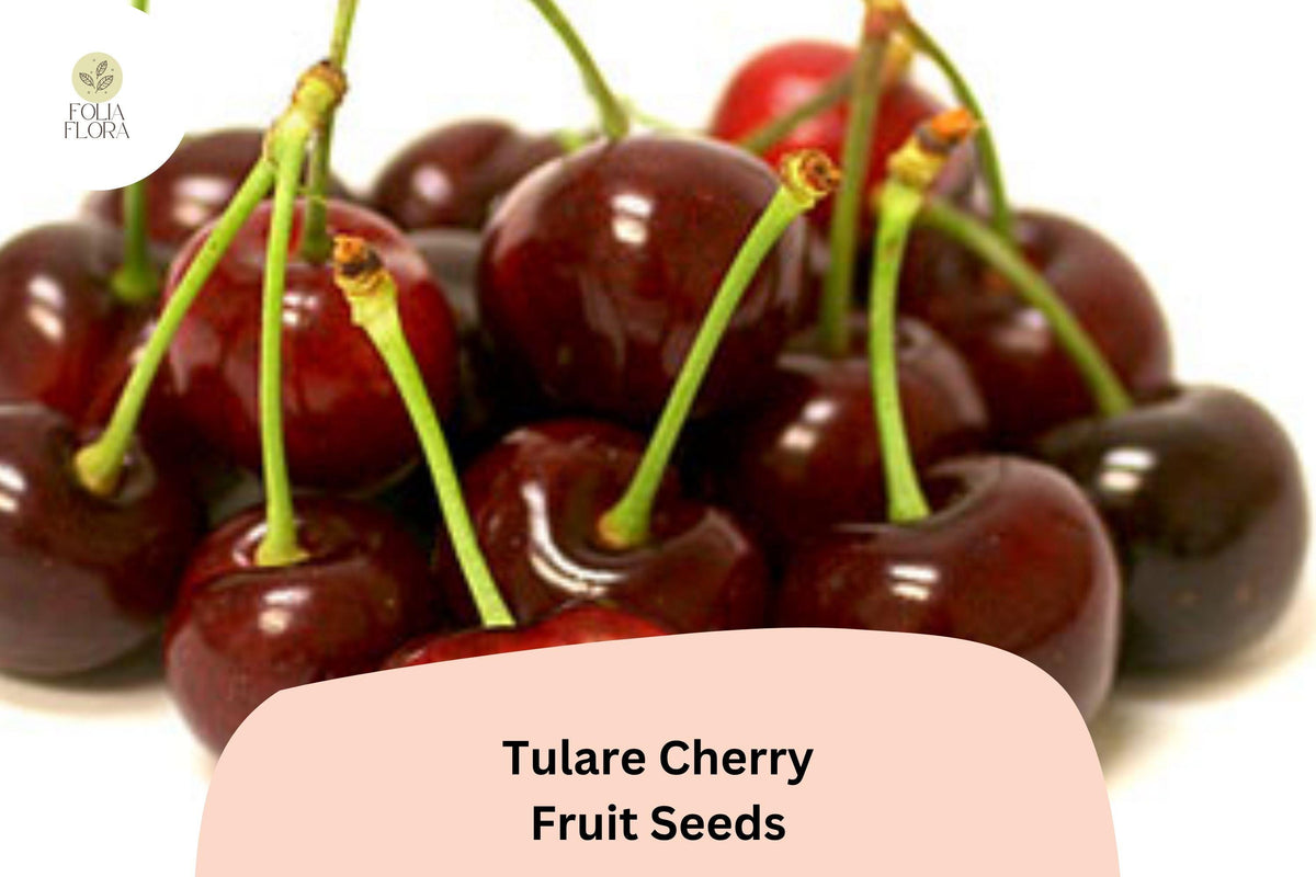 Tulare Cherry Tree Seeds - Sweet Red Fruit for Home Orchard (10 Seeds)