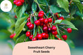 Sweetheart Cherry Seeds - Late Season Red Cherry Tree (10 Seeds)