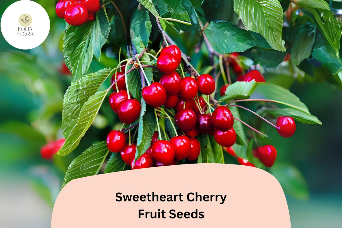 Sweetheart Cherry Seeds - Late Season Red Cherry Tree (10 Seeds)