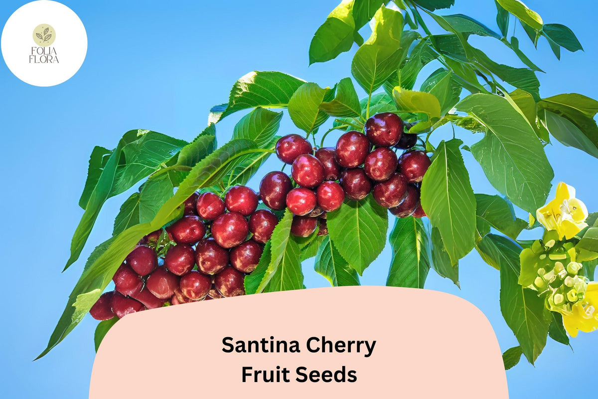 Santina Cherry Tree Seeds - Early Season Sweet Red Fruit (10 Seeds)
