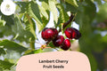 Lambert Cherry Tree Seeds - 10 Prunus Avium Sweet Dark Red Fruit Seeds
