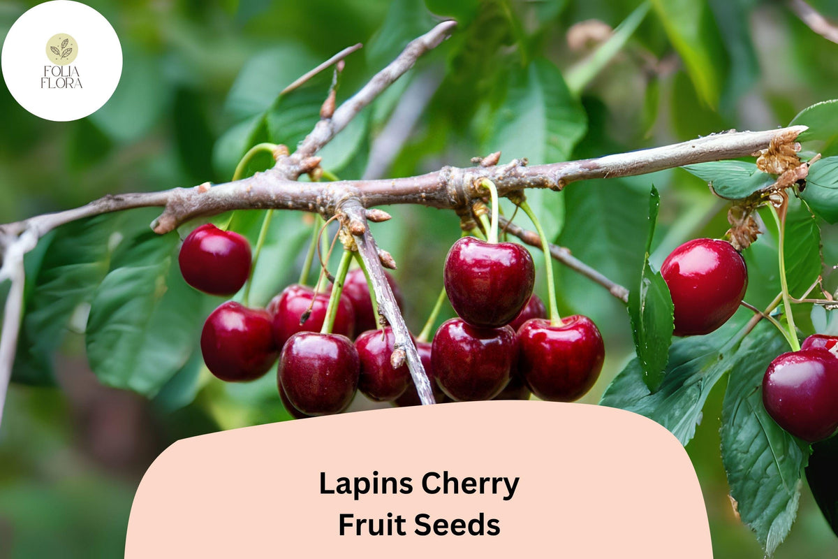 Lapins Cherry Seeds - Sweet Dark Red Fruit Tree, 10 Seeds for Planting