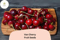 Van Cherry Tree Seeds – 10 Sweet Black Cherry Seeds for Planting