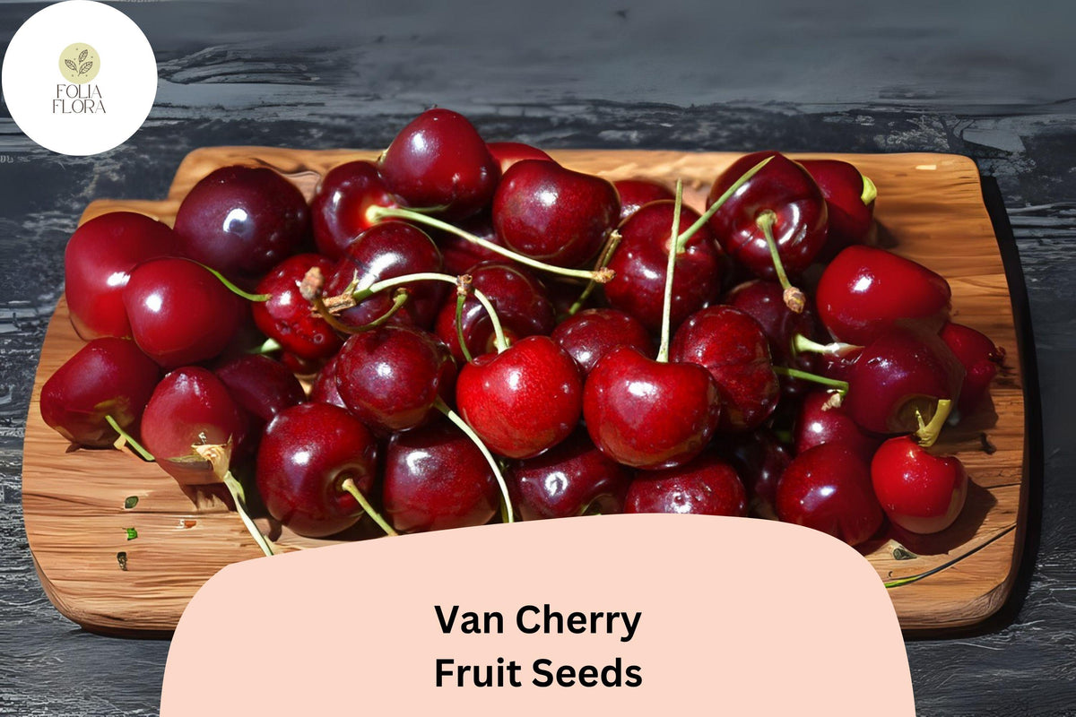 Van Cherry Tree Seeds – 10 Sweet Black Cherry Seeds for Planting