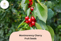 Montmorency Cherry Tree Seeds – 10 Tart Pie Cherry Seeds for Home Orchard