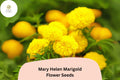 Mary Helen Marigold Seeds – 25 Golden Yellow Blooms, Easy to Grow