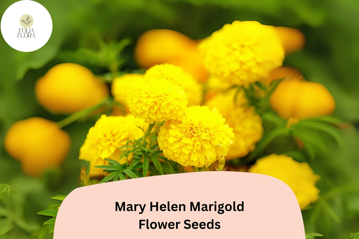 Mary Helen Marigold Seeds – 25 Golden Yellow Blooms, Easy to Grow