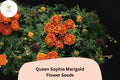 25 Queen Sophia Marigold Seeds - Orange-Red French Marigold