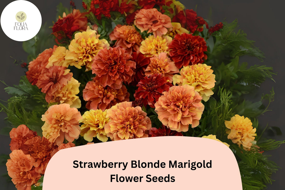 25 Strawberry Blonde Marigold Seeds - Pastel Rose & Yellow Blooms