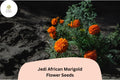25 Jedi African Marigold Seeds - Tall Orange Blooms, Tagetes erecta