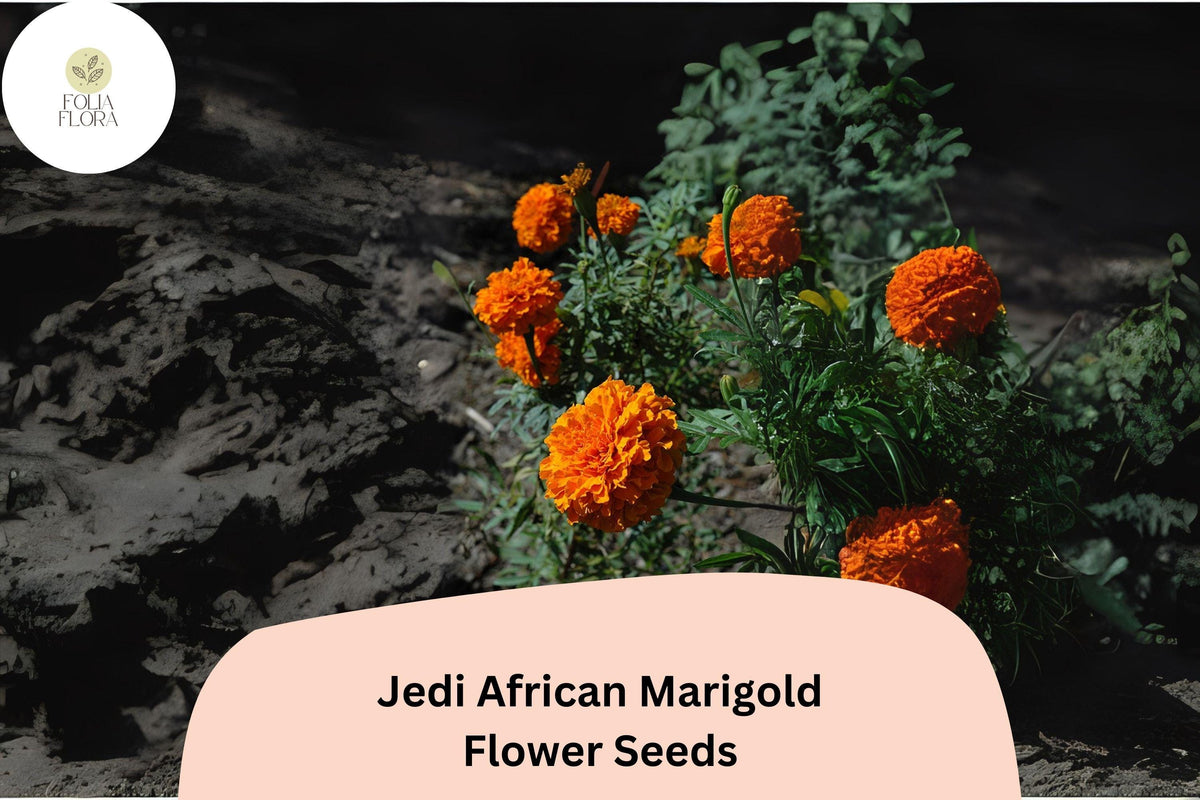 25 Jedi African Marigold Seeds - Tall Orange Blooms, Tagetes erecta