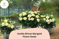 25 Vanilla African Marigold Seeds - Creamy White Blooms, Tall Summer Annual
